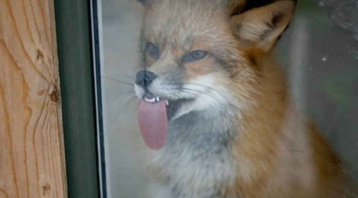 Animales y cristales ¡GRACIOSÍSIMO! (Parte I)