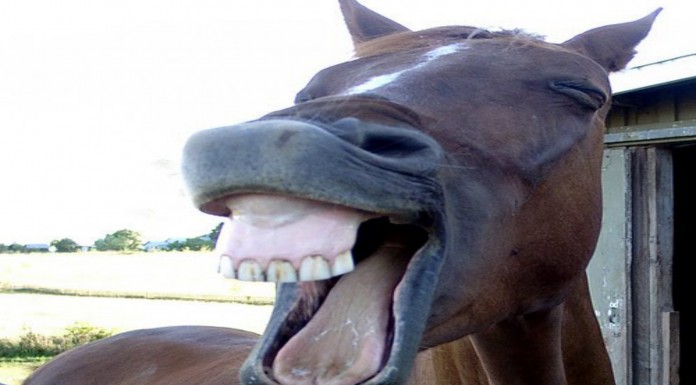 Caballo celebrando su cumpleaños ¡increíble reacción!