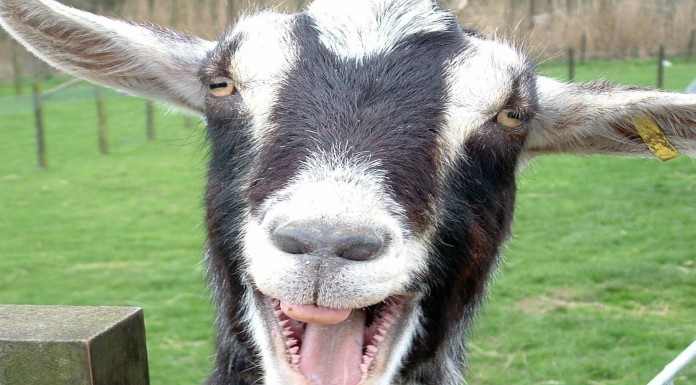 Cabras que emiten sonidos ¡muy extraños! GRACIOSÍSIMO