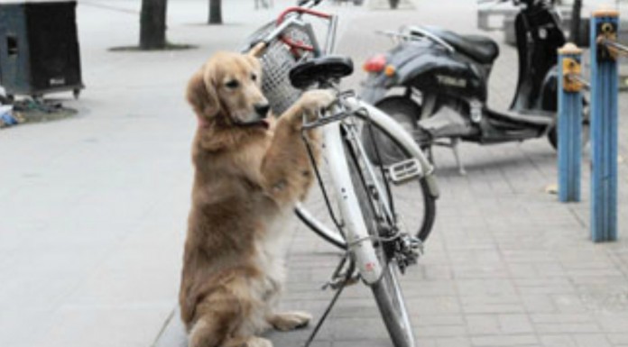 Este perro no solo custodia una bici ¡se sube en ella!
