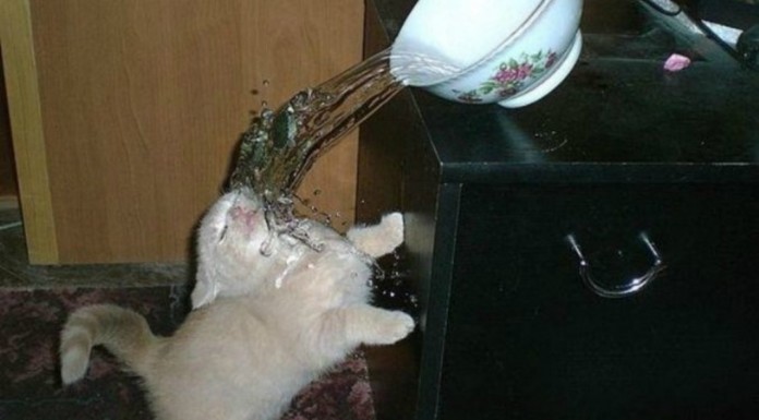 Gatos que no tienen ¡un buen día! (Parte I)