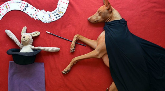 Mira cómo reaccionan los perros ante un truco ¡GRACIOSÍSIMO!