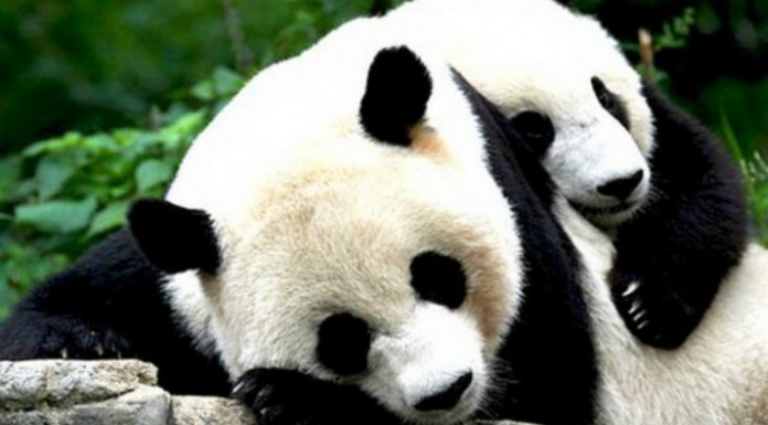 Osos pandas que no quieren tomarse su medicina ¡DIVERTIDÍSIMO!