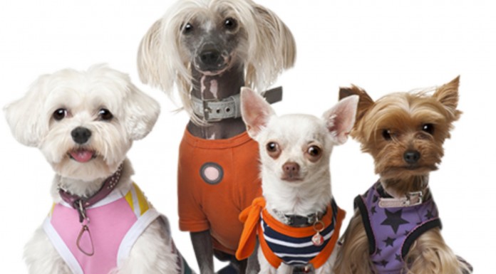 Perrito ¡bailando! GRACIOSÍSIMO