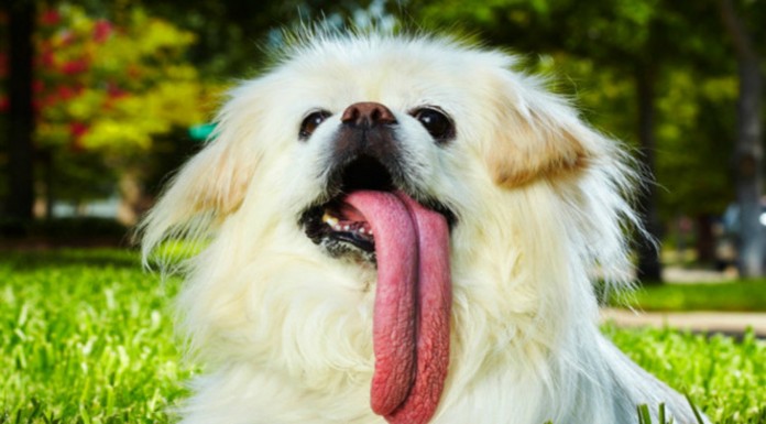 Perros con lenguas ¡increíbles!