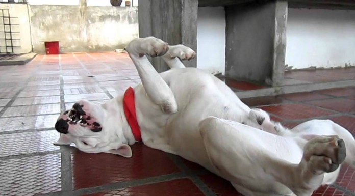 Perros que saben muy bien ¡hacerse el muerto!