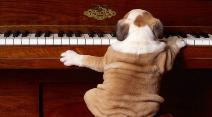 Perros que tocan ¡el piano!