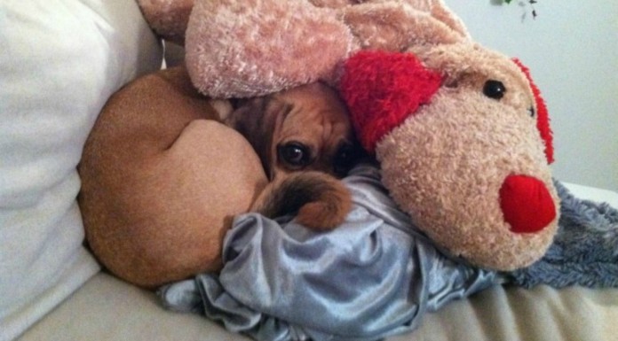 Perros ¡jugando al escondite! (Parte II)