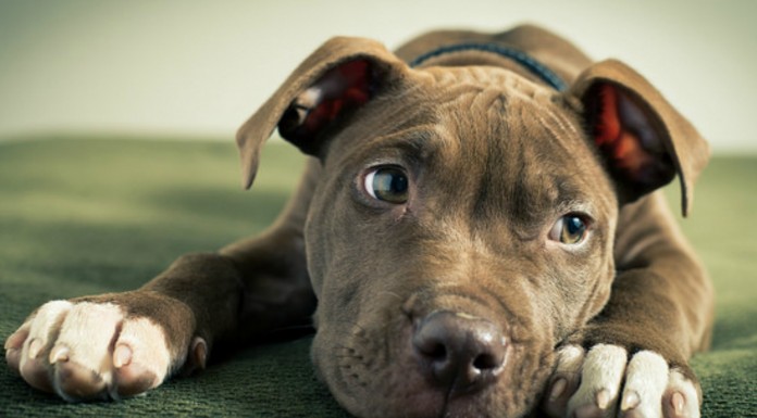 Pitbull ¡suspirando! GRACIOSÍSIMO