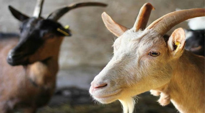 Taylor Swift y ¡la cabra gritona!