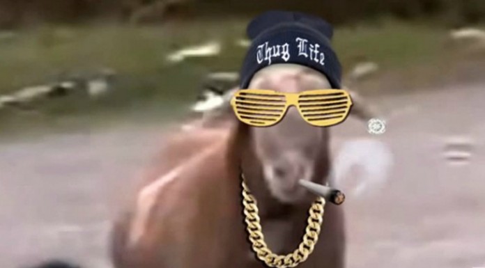 Thug life animales ¡GRACIOSÍSIMO!