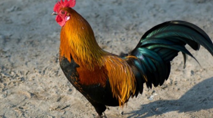 Un reportero se asusta ¡con un gallo!