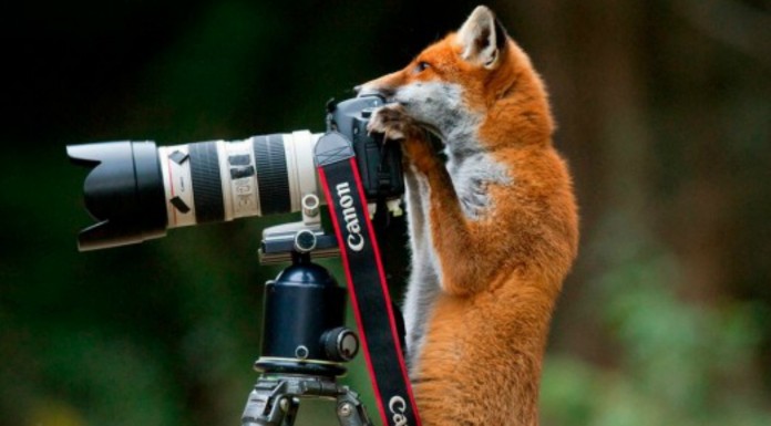 Animales que olvidaron ¡que eran animales! GRACIOSÍSIMOS (Parte II)