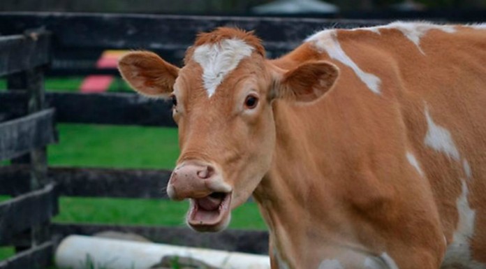 Animales ¡que se ven sorprendidos! DIVERTIDÍSIMOS (Parte I)