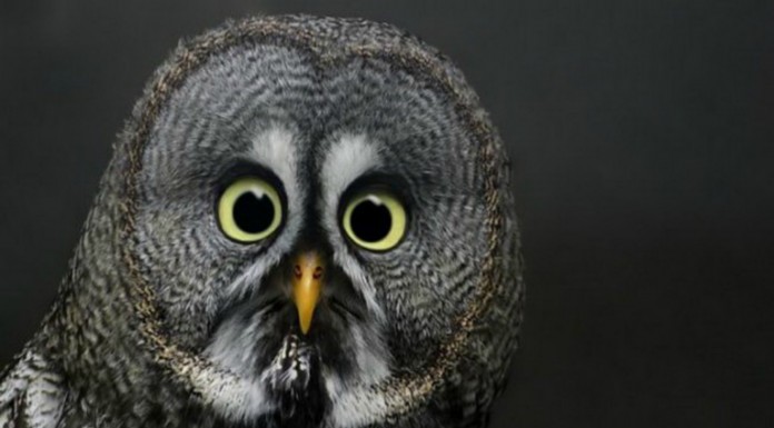 Animales ¡que se ven sorprendidos! DIVERTIDÍSIMOS (Parte II)