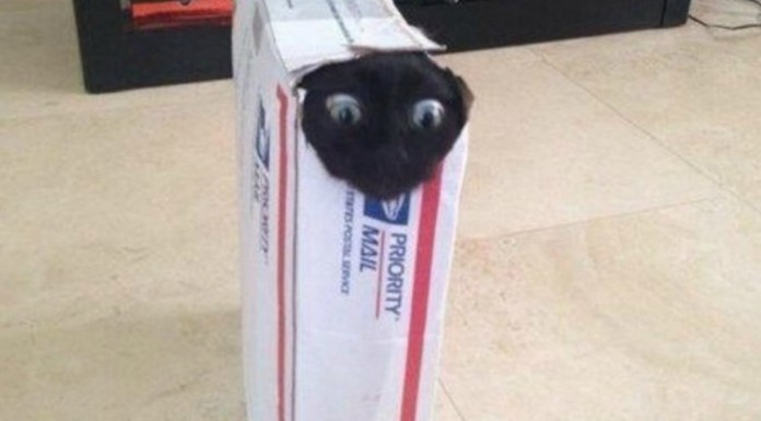 Gatos que no tienen ¡un buen día! (Parte II)