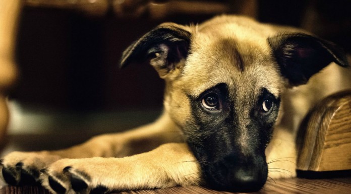 Perro triste ¡por ser el último!