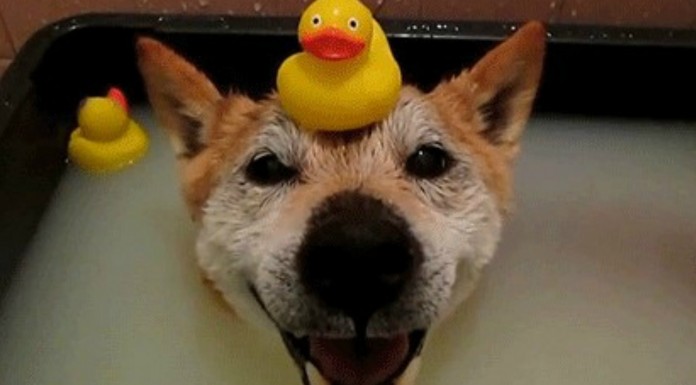 Reacciones de perros a la hora del baño ¡GRACIOSÍSIMOS!