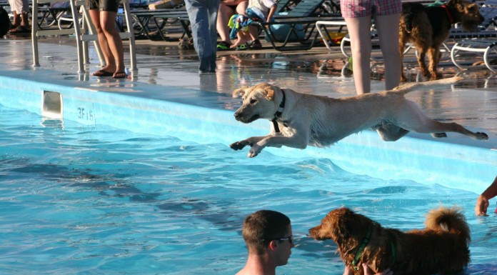 A este perro se le cayó la pelota a la piscina, su reacción ¡no te la esperas!
