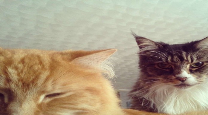 Animales celosos ¡SIMPATIQUÍSIMOS!