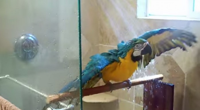 Animales disfrutando ¡de una buena ducha!