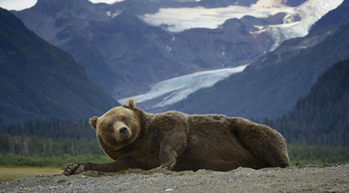 Animales ¡posando! GRACIOSÍSIMOS (Parte I)
