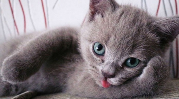 Animales ¡posando! GRACIOSÍSIMOS (Parte II)