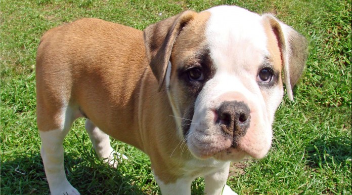 Cachorrito rodando colina abajo ¡ADORABLE!