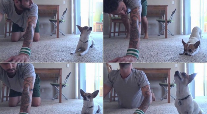 Dueño y perro ¡haciendo yoga!