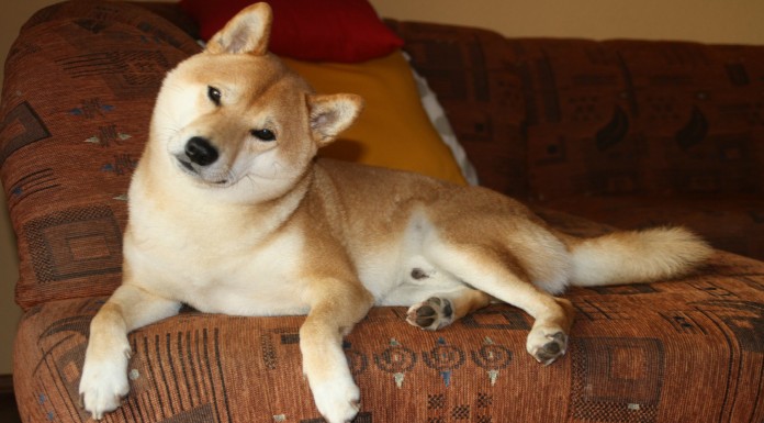 El amor de este perrito por su caja ¡víctima de una broma!