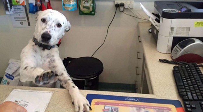 El día de ¡lleva a tu perro al trabajo! (Parte I)