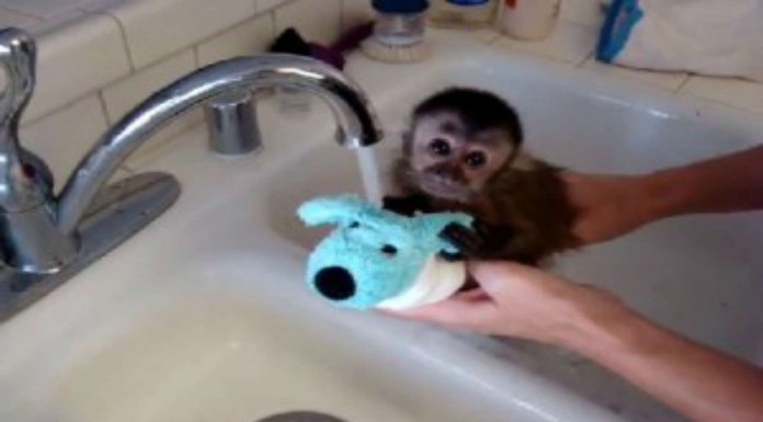 Este pequeño monito ¡está encantado de lavarse!