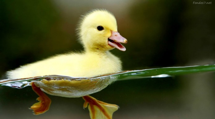 Extraña amistad entre ¡un patito y peces!