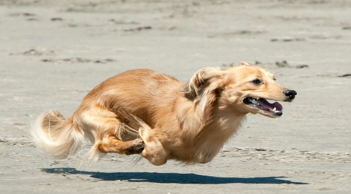 Fotos de perros realizadas ¡en el momento justo! (Parte II)