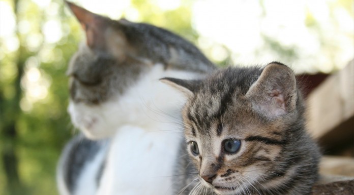 Gatito imitando a su madre ¡GRACIOSÍSIMO!