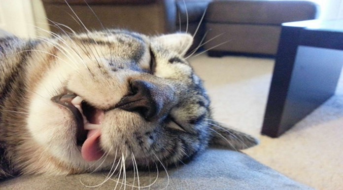 Gatitos durmiendo ¡muy monos! (Parte I)