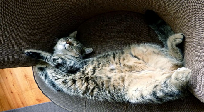 Gatitos durmiendo ¡muy monos! (Parte II)