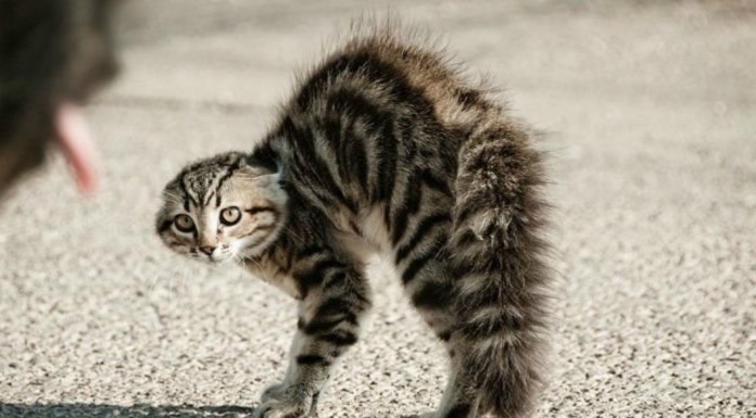 Gatos asustados ¡no te pierdas sus reacciones!