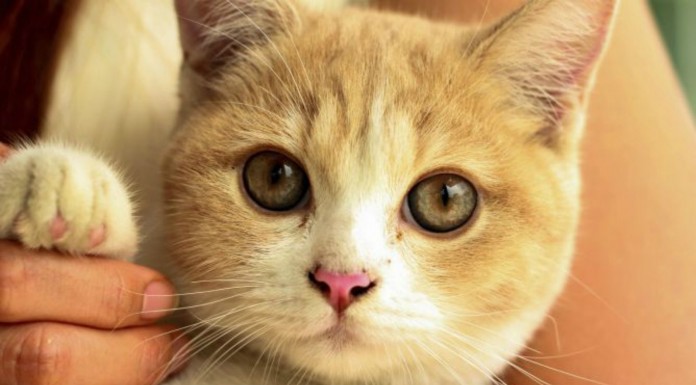 Gatos que piden cariño ¡MONÍSIMOS!