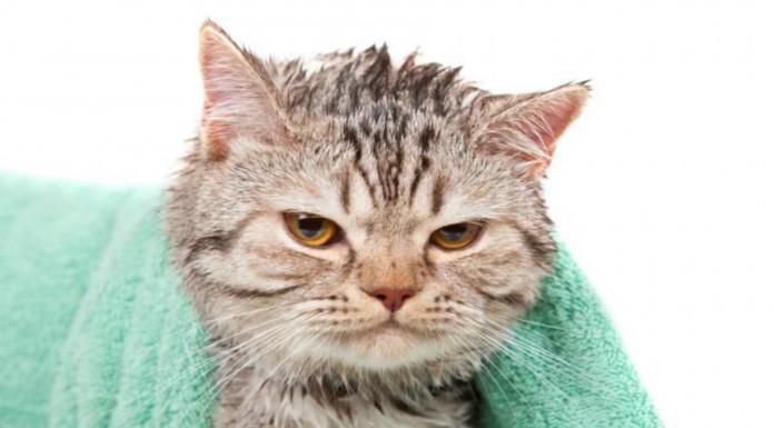 Gatos ¡disfrutando del agua! SIMPATIQUÍSIMOS