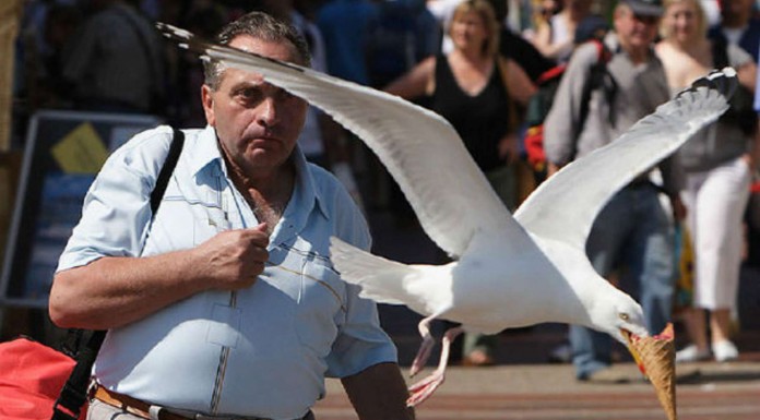 Gaviotas ¡que roban!