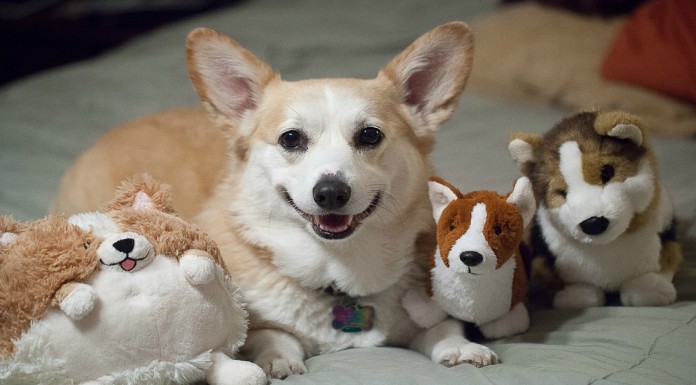 Indy y Boo, tira y afloja de juguetes