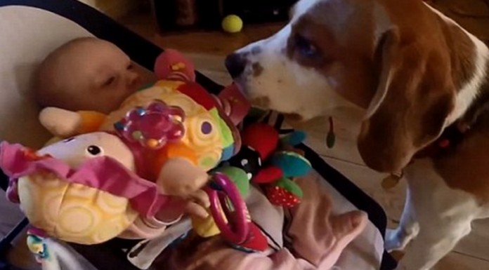 Perro pide perdón ¡por robarle el juguete a un bebé!
