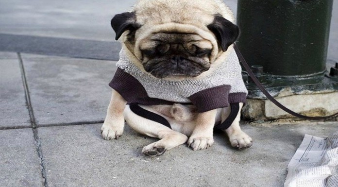 Perros arrepentidos ¡GRACIOSÍSIMOS! (Parte I)