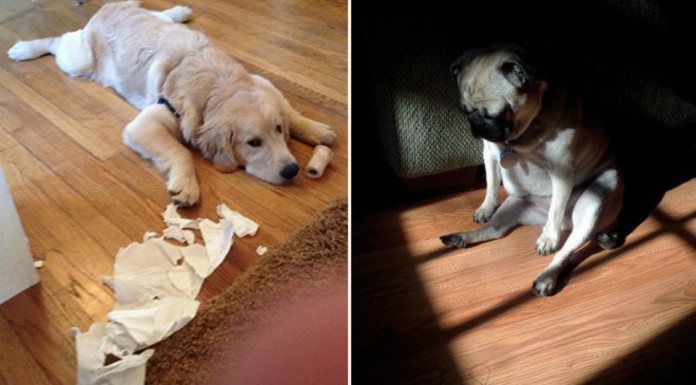 Perros arrepentidos ¡GRACIOSÍSIMOS! (Parte II)