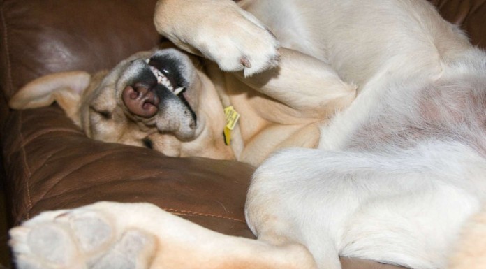 Perros que duermen ¡en cualquier sitio! (Parte I)