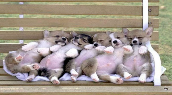 Perros que duermen ¡en cualquier sitio! (Parte II)