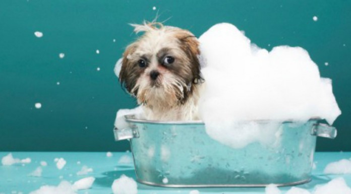 Perros que están ¡encantados de bañarse!