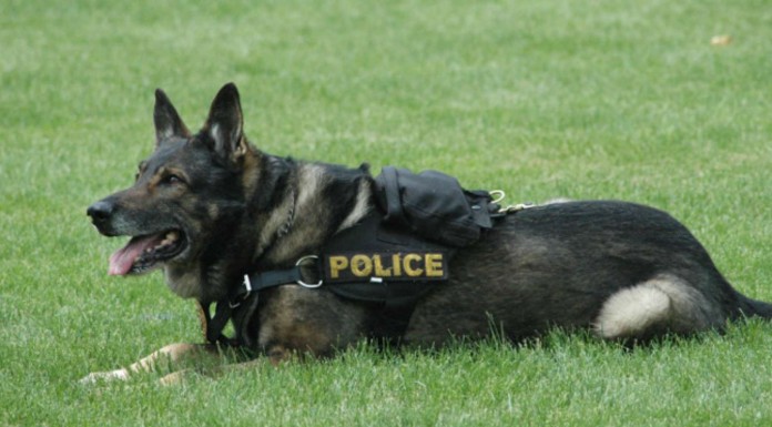 Perros que evitan peleas entre otros animales ¡INCREÍBLE!