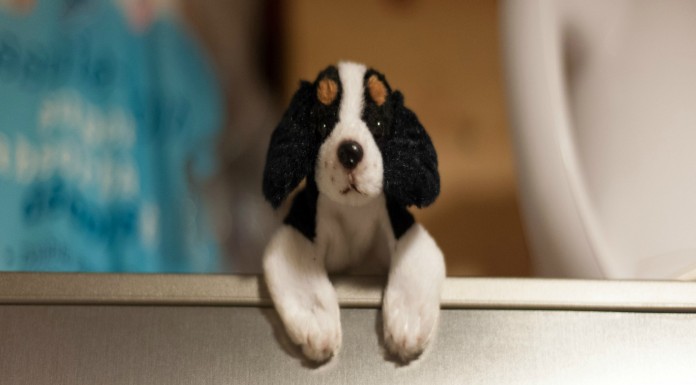 Perros siendo víctimas de ¡una broma!